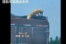 黄狗拼命一搏从车顶跳下车。后续来了视频封面