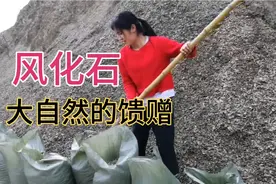 上山搬运风化石栽养兰花，透气性非常好，分享给大家。