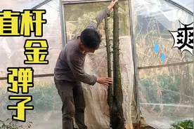 直杆金弹子，做盆景好还是做地景好？衡量了很久阿斌终于做了决定视频封面