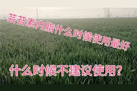 小麦使用芸苔素内脂需要几次，什么时候不建议使用，又有哪些作用