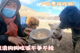 四只狗狗和睦相处，流浪狗狗黑娃子不争不抢爱惜粮食打扫清理残局视频封面
