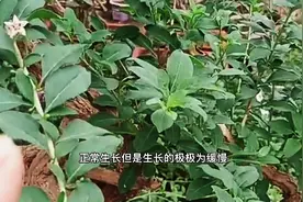 分享枸杞素材桩夏季病虫害防治与用药指南