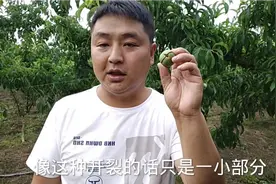 四川种植技术员，李子果实开裂怎样产生，我们该怎样防治效果好！视频封面