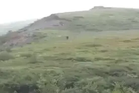 棕熊全力奔跑的速度能达到55公里/时，你是绝对跑不过它的！