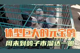 哈市道外长春街鸽子市，这里的元宝鸽从100元到二三百元都有视频封面