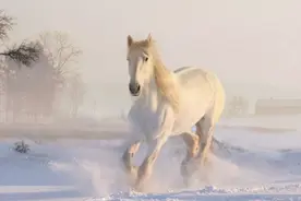生肖马的守护神视频封面