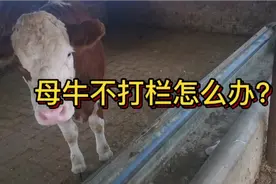 母牛不打栏怎么办？小王教你一个农村养牛的“土方法”建议收藏！视频封面