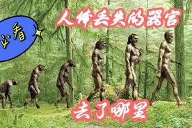 人体冷知识，人体消失的器官，你的身上还有吗视频封面