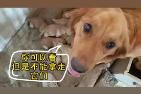 金毛妈妈开始护崽，主人想来看看小奶狗，球球以为要拿走不乐意了