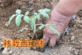 农村72岁老人教你栽西红柿秧，步步详细，成活率高不缓苗，学学吧视频封面