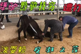 犟驴宁死不屈真少见！悬空上吊自残还踢人，黔驴技穷遭皮肉之苦！视频封面