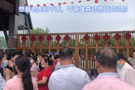 五一时间去看2000头老虎，就在广西平南视频封面