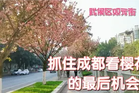 成都二环内这条街的樱花开得太美了，千万别错过了视频封面