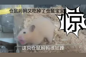 仓鼠妈妈又吃掉了仓鼠宝宝，原来有5只仓鼠宝宝，现在还剩3只了