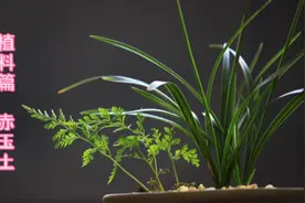 兰花小讲堂植料篇《赤玉土》视频封面
