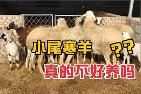 小尾寒羊真的不好养吗？养了20年小尾寒羊养殖户的看法视频封面