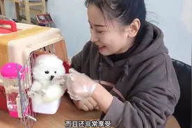 帮粉丝花2500块买了只小博美，看完这品相发现捡个大漏，太值了！视频封面