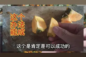 晒柿饼容易发霉，不容易成功，可以试试这个办法视频封面