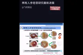 稀有人参皂苷研究最新进展视频封面