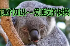 有趣的知识～爱睡觉的树袋熊视频封面