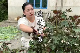 夏天的紫苏又香又嫩，遇到就是赚到了，保存起来一年四季都能用到视频封面