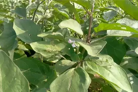 立秋前后，茄子树这样剪一刀，茄子树重焕生机产量翻倍