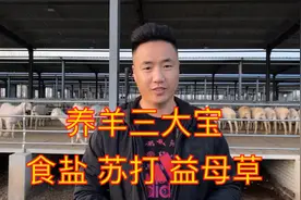 养羊有三宝 食盐 苏打 益母草，养羊基地杜泊绵羊杜寒杂交母羊视频封面