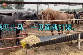 一个槽上不能栓俩叫驴，俩儿马栓一起也不行。视频封面
