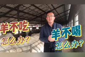羊场最常见病，羊不吃不喝，如何快速治疗？即简单又实用。视频封面