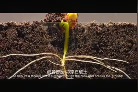 一颗小草，细若游丝 却穿石破土视频封面