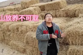 农家燕子说出养100只羊的“懒人法”见效快，养殖新手值得思考！视频封面