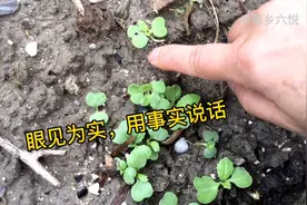 草木灰直接撒到小苗上会烧根烧叶？今天用事实证明，看完就明白视频封面