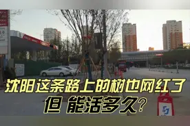 沈阳这条路上的树，马上网红了，但能活多久？视频封面