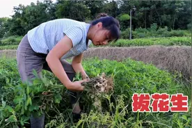 农村的花生成熟了，还用这种最古老的办法拔花生，效率太低了