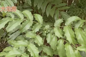 身边的草药（312续），《云南民族药大辞典》记载的十大功劳