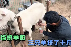 参观农村武老汉羊圈，三头羊挤了十斤羊奶，现挤现喝口感香甜视频封面