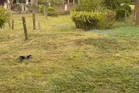 花溪孟关碧桂园别墅带1300花园整栋出售花园非常大视频封面