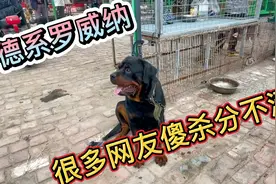 美系，德系罗威纳，很多网友傻傻分不清，这次亮哥反复对比视频封面