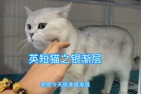 英短猫之银渐层：很多人分不清银渐层跟银点，长相非常相似视频封面