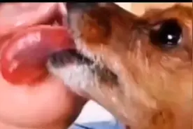 人狗亲密后果视频封面