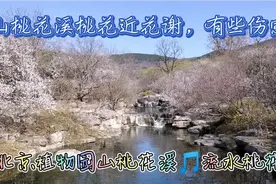 北京植物园山桃花溪🎵流水桃花 2022.4.1【原创视频】视频封面