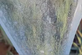 芦荟绿色护肤这么🔥
因为它是纯天然、无激素、无添加芦荟灌肤视频封面