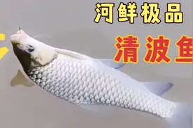 河鲜极品 ，清波鱼！清蒸 红烧 干煎 咋做都好吃！
