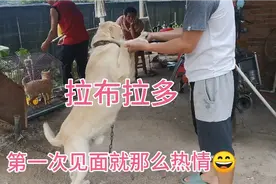 拉布拉多不挑食10个月就长70斤。非常通人性第一次见面就很友善