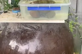 下了一场暴雨给大乌龟跑走了  好心疼啊😭视频封面