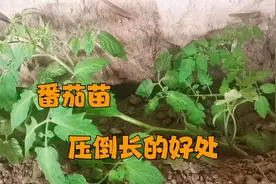番茄在苗期为什么要压倒长？这几个好处你知道吗？
