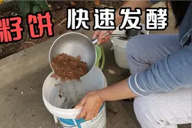 菜籽饼快速发酵，农村土方法，又快又好用视频封面