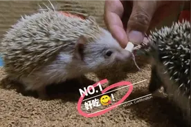 刺猬性格越来温顺，每天都有好吃的，今天吃鸡肉和枣泥蛋糕