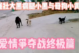 强壮大黑瘸腿小黑与母狗小黄，爱情争夺战终极篇！视频封面