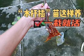 “水扦插”苗这样养，不烂根不肥烧，透水透气一栽就活！视频封面